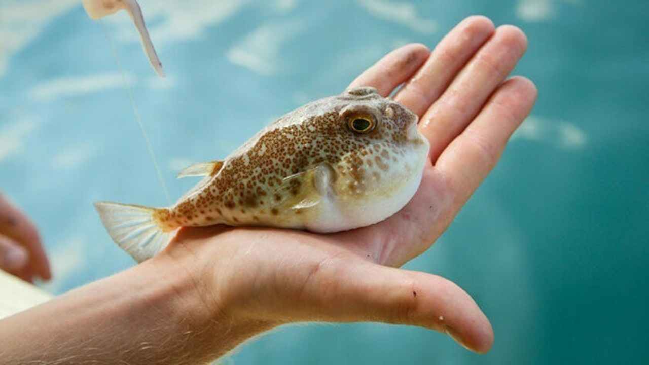 Yabani hayvan derisine alternatif: Balon balığı derisi artık moda